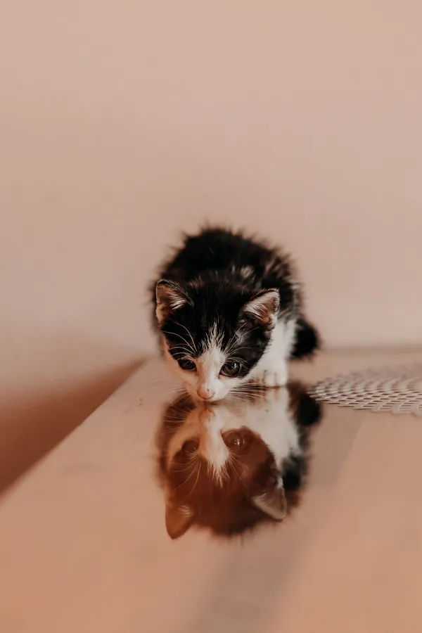 Kot do adopcji, Czartki, 3 lipca 2026 (3/5)