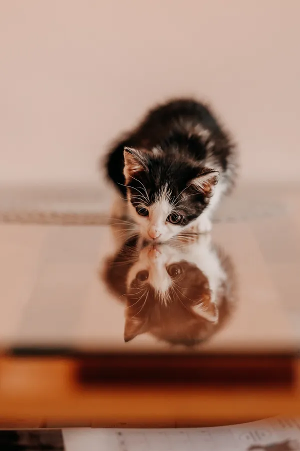 Kot do adopcji, Czartki, 3 lipca 2026 (5/5)