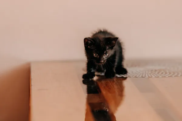 Kot do adopcji, Czartki, 3 lipca 2026 (1/5)