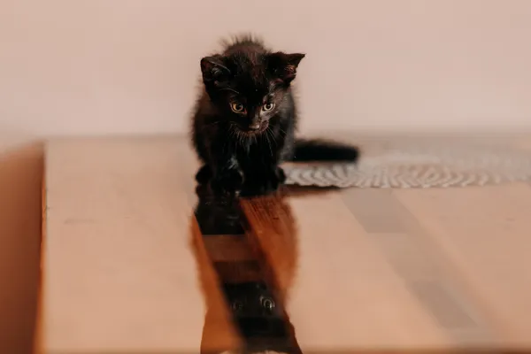 Kot do adopcji, Czartki, 3 lipca 2026 (2/5)