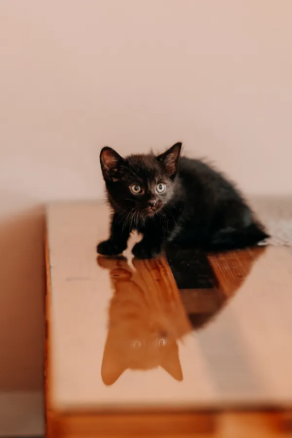 Kot do adopcji, Czartki, 3 lipca 2026 (5/5)
