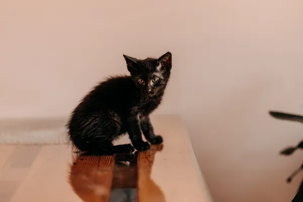 Kot do adopcji, Czartki, 3 lipca 2026 (1/5)