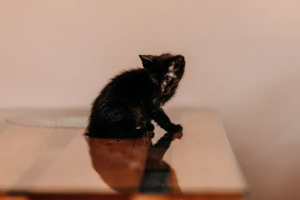 Kot do adopcji, Czartki, 3 lipca 2026 (2/5)