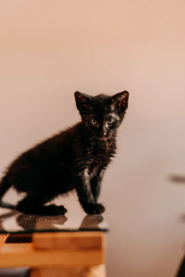 Kot do adopcji, Czartki, 3 lipca 2026 (5/5)