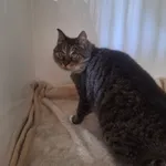 Kot do adopcji