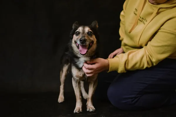 Pies do adopcji, Radom, 13 października 2026 (3/5)
