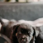 Pies do adopcji