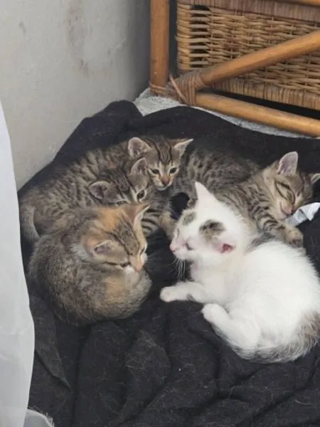 Kot do adopcji, Głowno, 2 lipca 2026 (2/5)