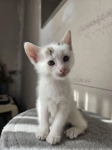 Kot do adopcji, Głowno, 2 lipca 2026 (3/5)