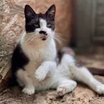 Kot do adopcji