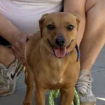 Pies do adopcji