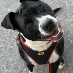 Pies do adopcji