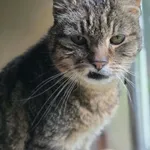 Kot do adopcji