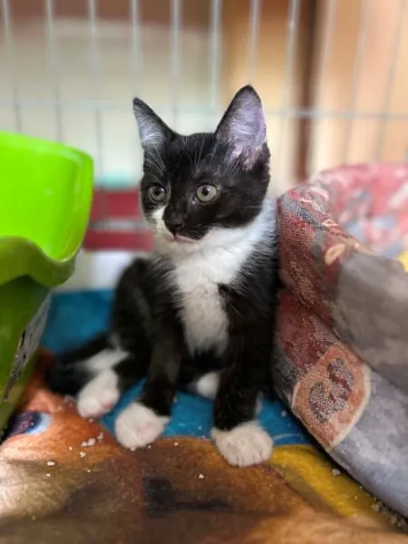 Kot do adopcji, Głowno, 5 lipca 2026 (4/5)