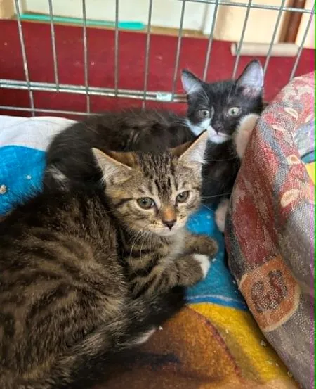 Kot do adopcji, Głowno, 5 lipca 2026 (3/4)