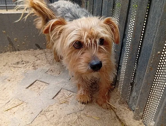 Pies do adopcji, Milanówek, 6 lipca 2026 (1/3)