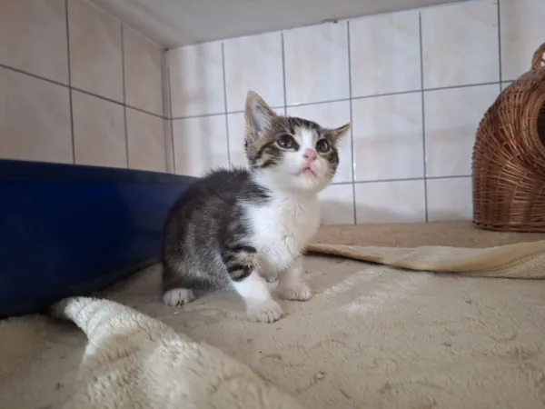 Kot do adopcji, Orzechowce, 6 lipca 2026 (1/4)