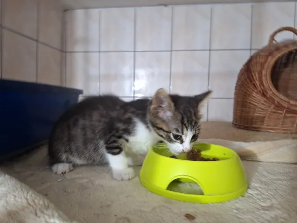 Kot do adopcji, Orzechowce, 6 lipca 2026 (4/4)