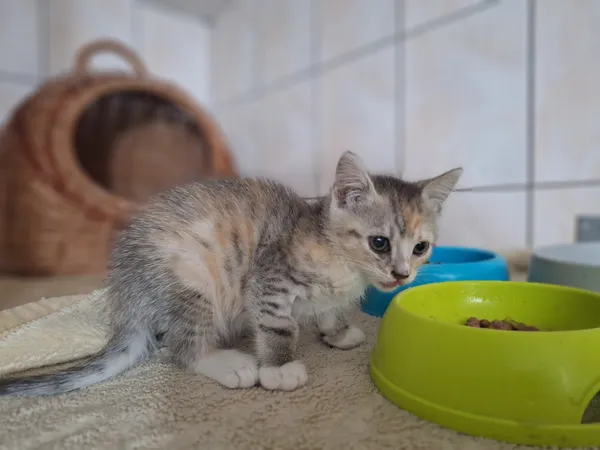 Kot do adopcji, Orzechowce, 6 lipca 2026 (1/2)
