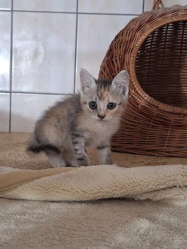 Kot do adopcji, Orzechowce, 6 lipca 2026 (2/2)
