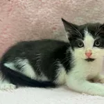 Kot do adopcji