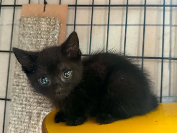 Kot do adopcji, Bydgoszcz, 9 lipca 2026 (1/2)