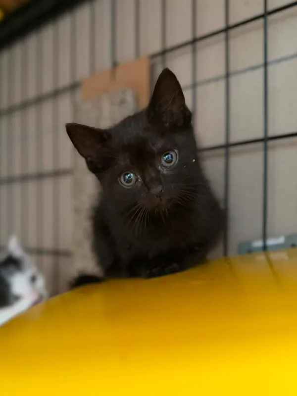 Kot do adopcji, Bydgoszcz, 9 lipca 2026 (2/2)