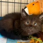 Kot do adopcji