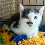 Kot do adopcji