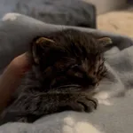 Kot do adopcji