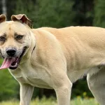 Pies do adopcji