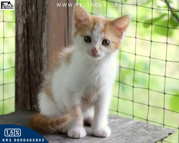 Kot do adopcji, Rzeszów, 8 lipca 2026 (1/6)