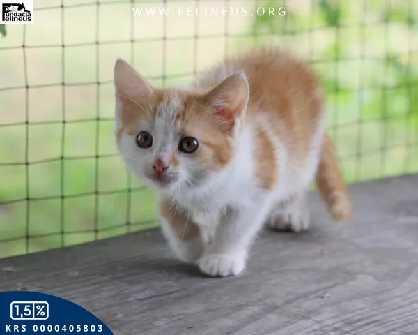 Kot do adopcji, Rzeszów, 8 lipca 2026 (2/6)