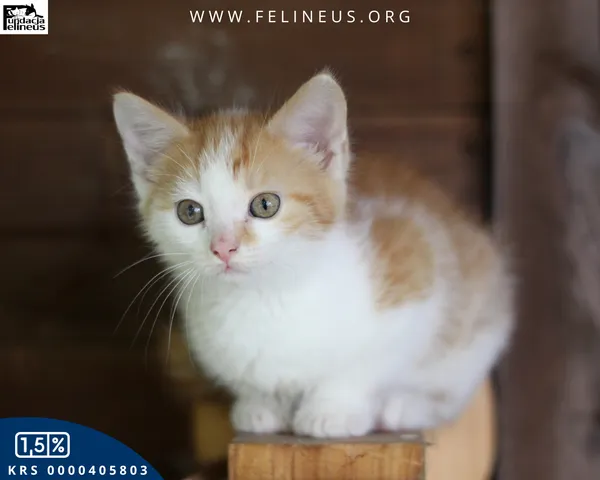 Kot do adopcji, Rzeszów, 8 lipca 2026 (6/6)