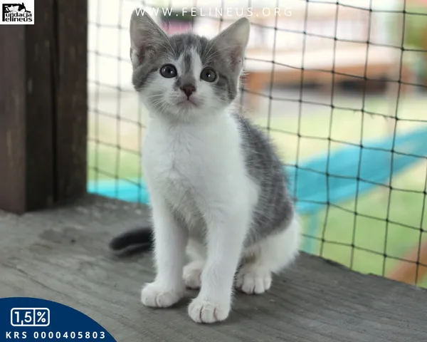 Kot do adopcji, Rzeszów, 8 lipca 2026 (1/4)