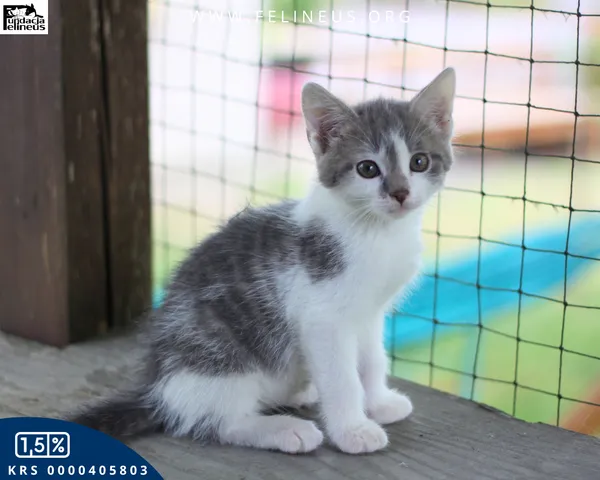 Kot do adopcji, Rzeszów, 8 lipca 2026 (3/4)