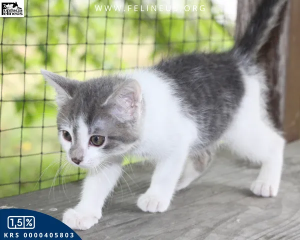 Kot do adopcji, Rzeszów, 8 lipca 2026 (4/4)