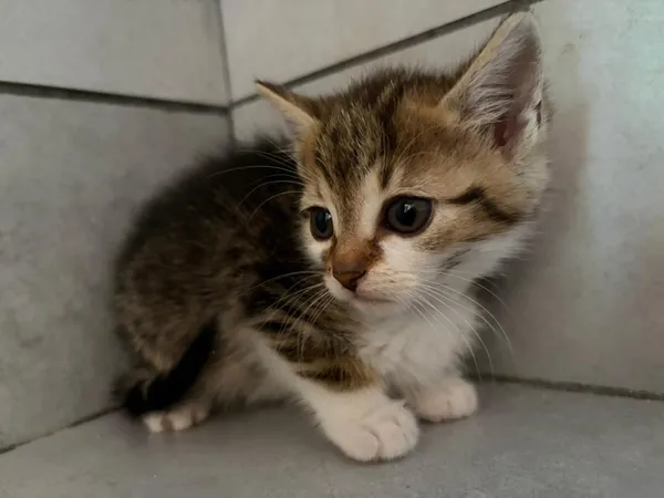 Kot do adopcji, Bełchatów, 18 czerwca 2026 (5/5)