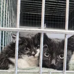 Kot do adopcji