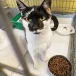 Kot do adopcji