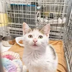 Kot do adopcji