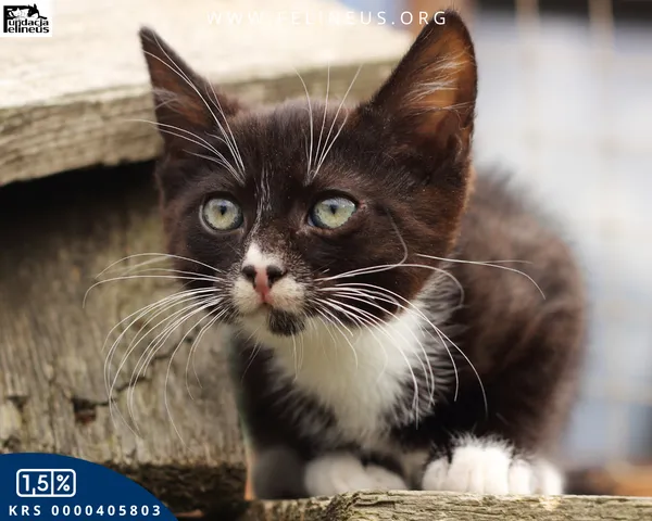 Kot do adopcji, Rzeszów, 9 lipca 2026 (1/5)