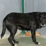 Pies do adopcji
