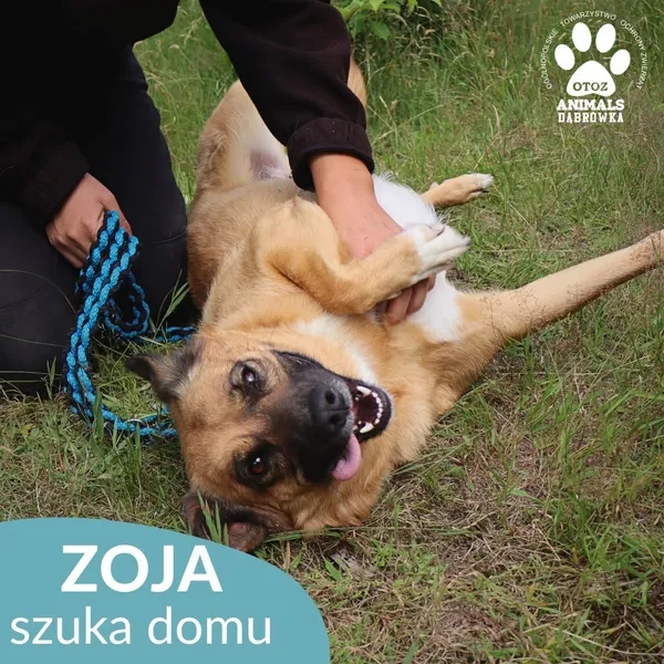 Pies do adopcji, Dąbrówka, 10 lipca 2026 (1/4)