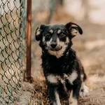 Pies do adopcji
