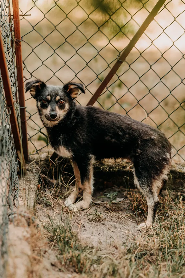 Pies do adopcji, Czartki, 11 lipca 2026 (3/3)