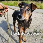 Pies do adopcji