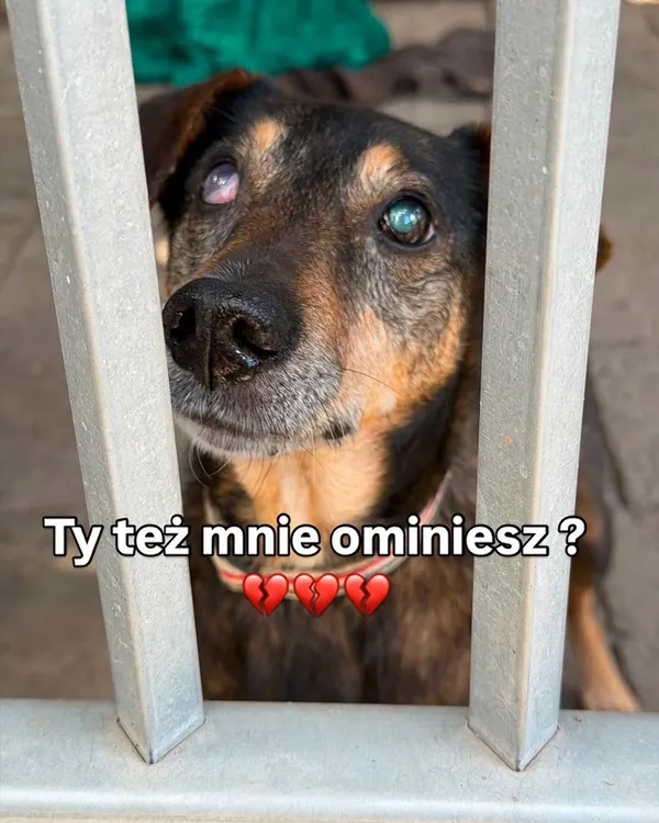 Pies do adopcji, Oborniki, 19 czerwca 2026 (3/3)