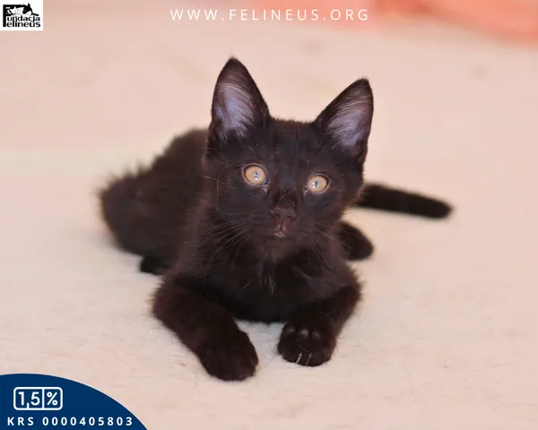 Kot do adopcji, Malawa, 11 lipca 2026 (6/6)