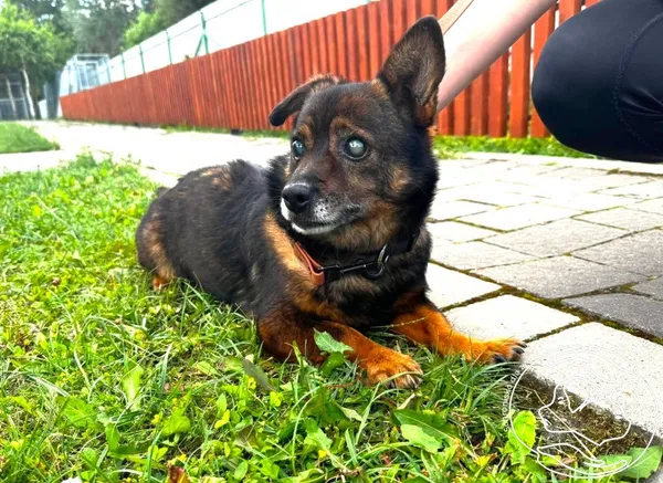 Pies do adopcji, Chełmek, 10 czerwca 2026